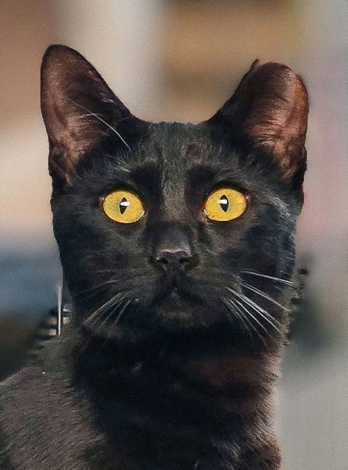 Curiosity, Young Domestic Short Hair / Mixed (short coat), cat for adoption in Oakley, California