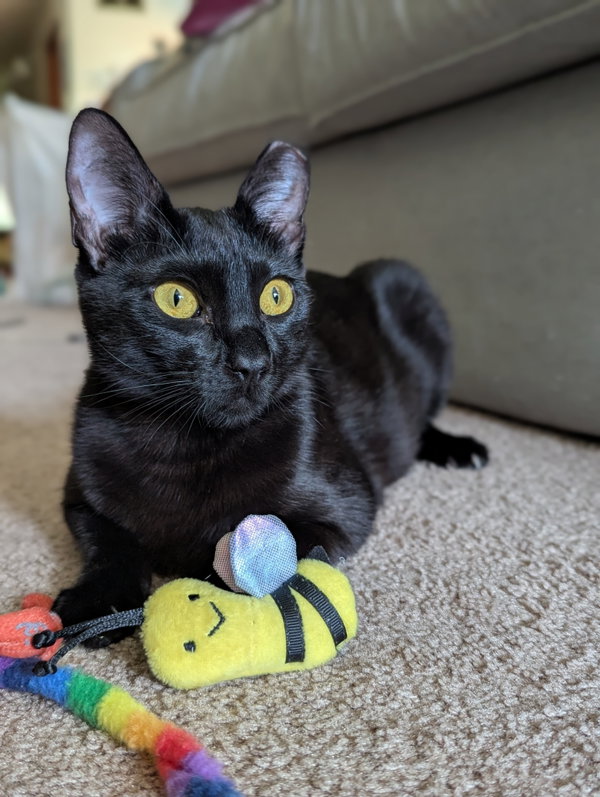 Curiosity