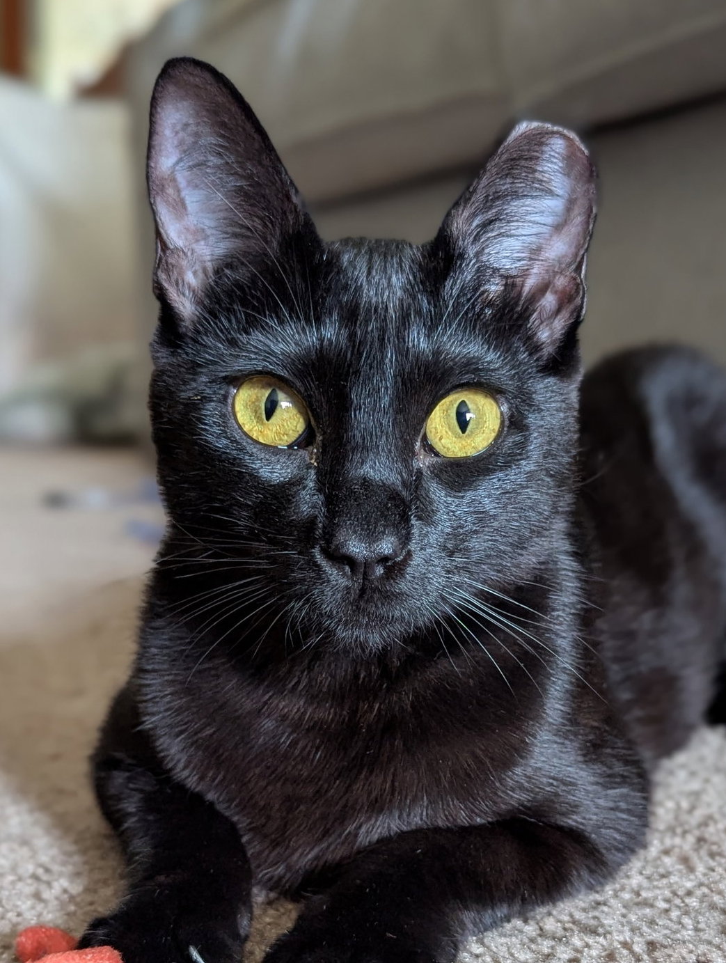 Curiosity