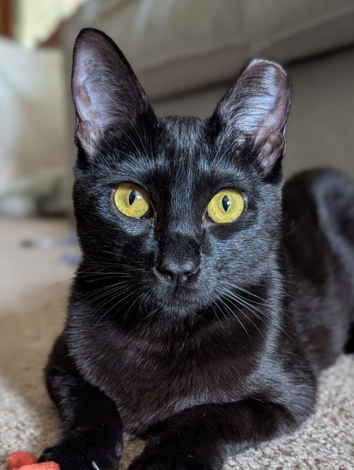 Curiosity, Young Domestic Short Hair / Mixed (short coat), cat for adoption in Brentwood, California