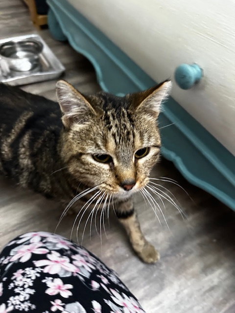 picture of the cat needing adoption