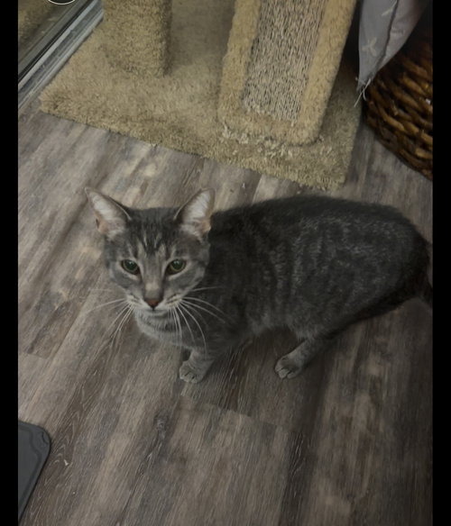 picture of the cat needing adoption