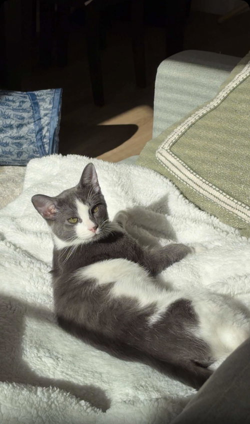 picture of the cat needing adoption