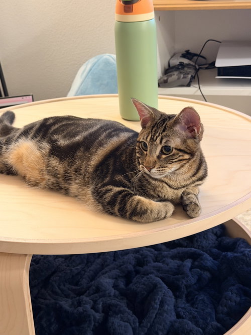 picture of the cat needing adoption
