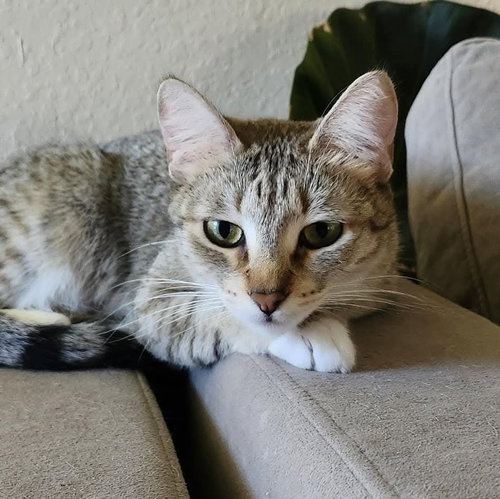 picture of the cat needing adoption