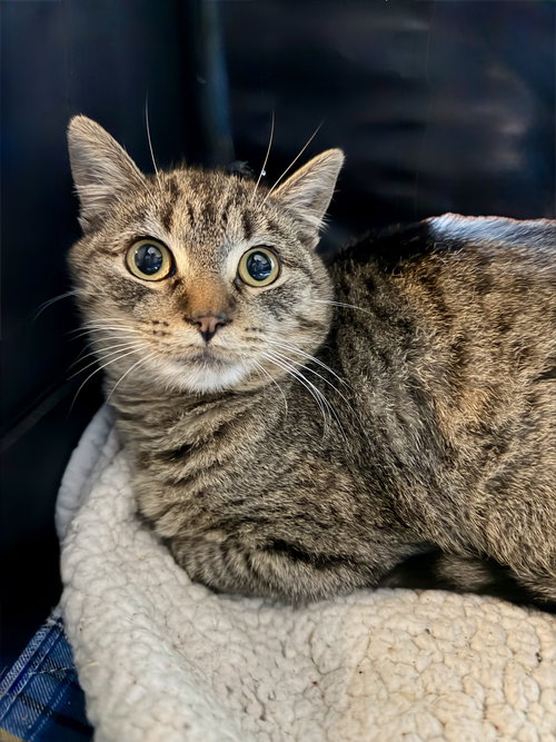 picture of the cat needing adoption