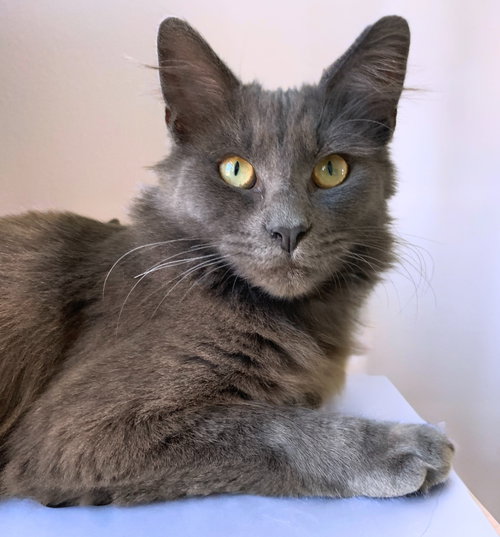 picture of the cat needing adoption