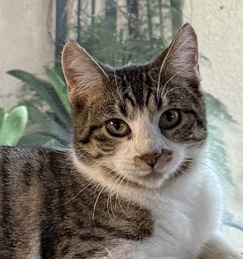 picture of the cat needing adoption