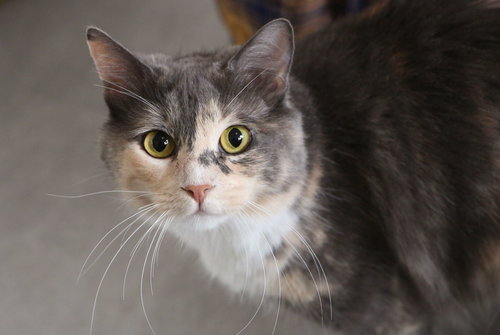 picture of the cat needing adoption