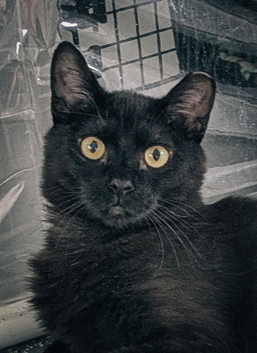 Veto, an adoptable Domestic Short Hair in San Jose, CA