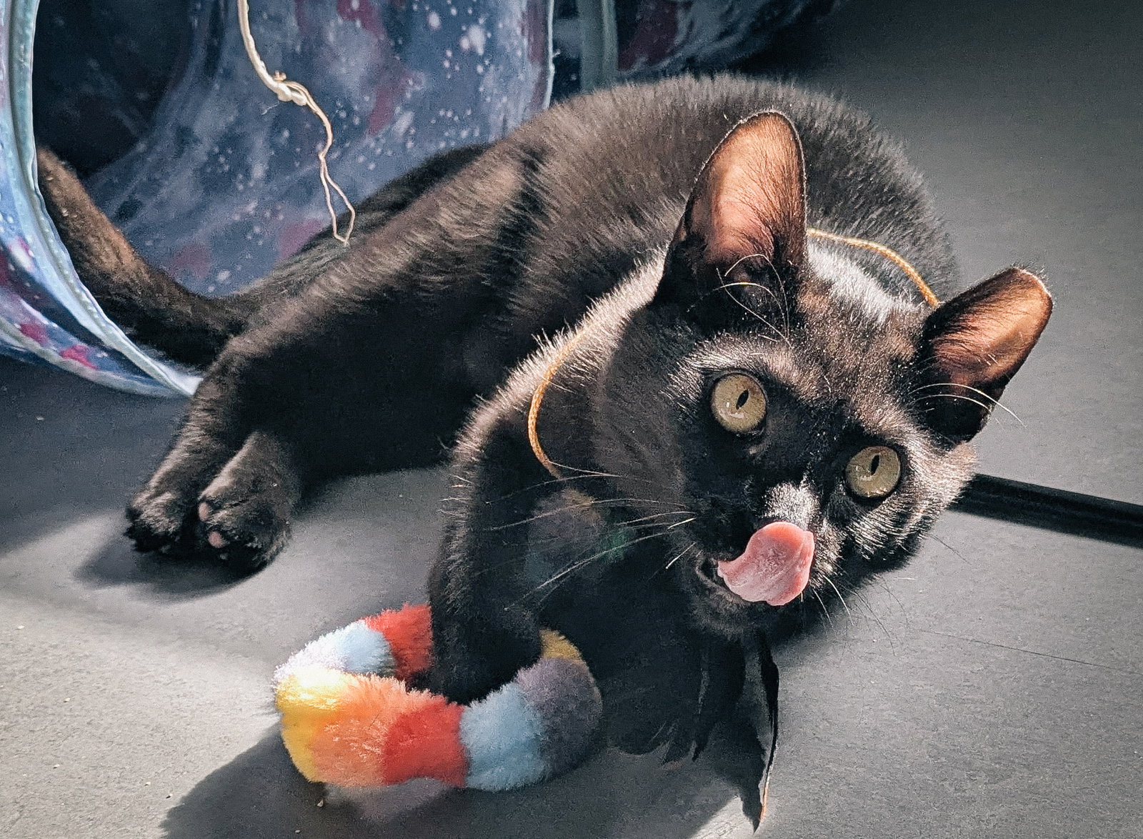 Kitri, photo 9
