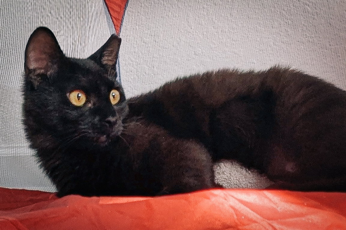 Kitri, photo 10