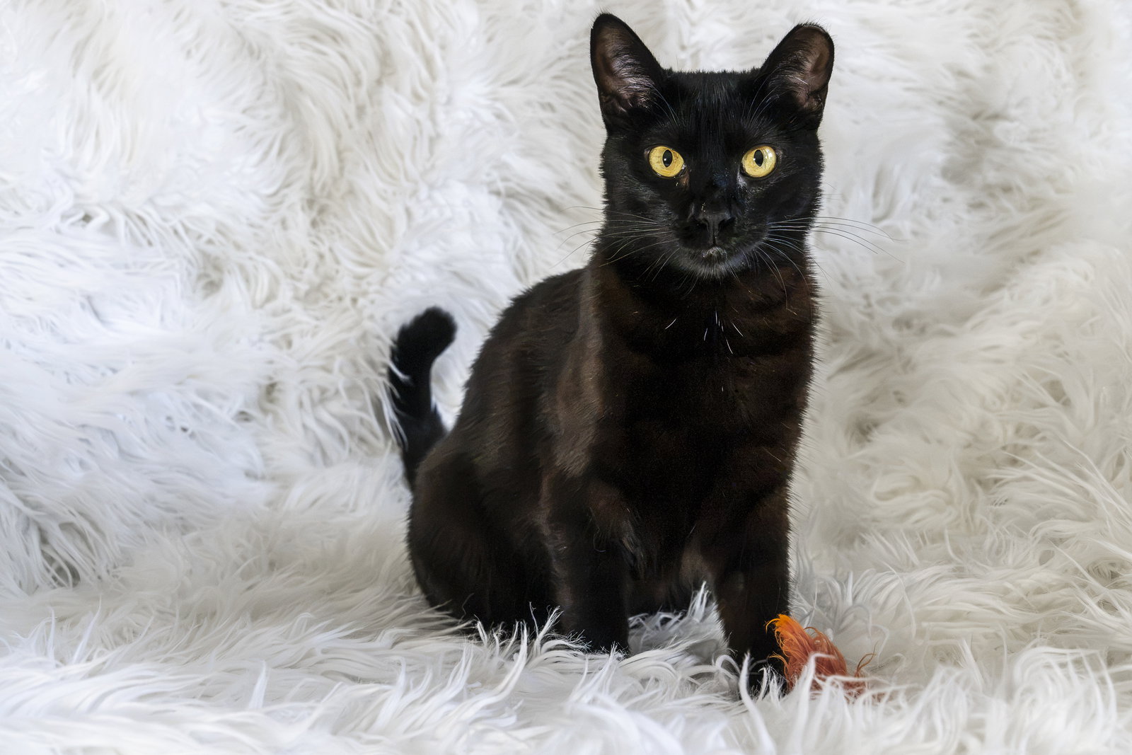 Kitri, photo 3