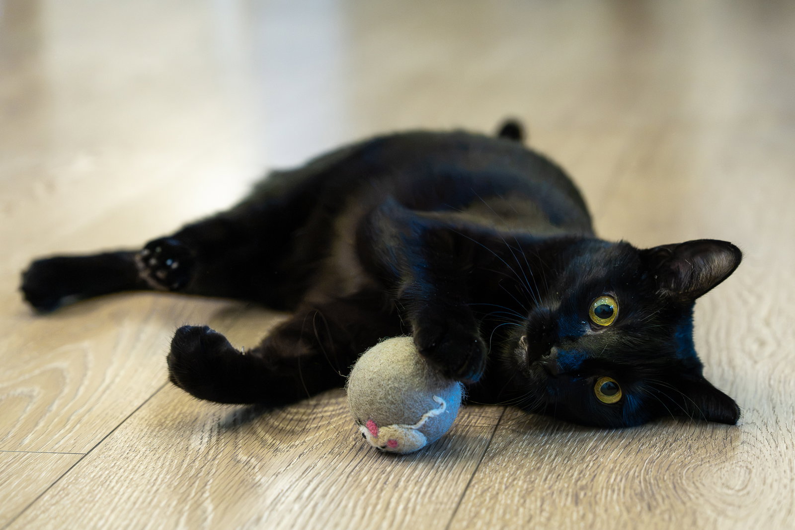 Kitri, photo 4