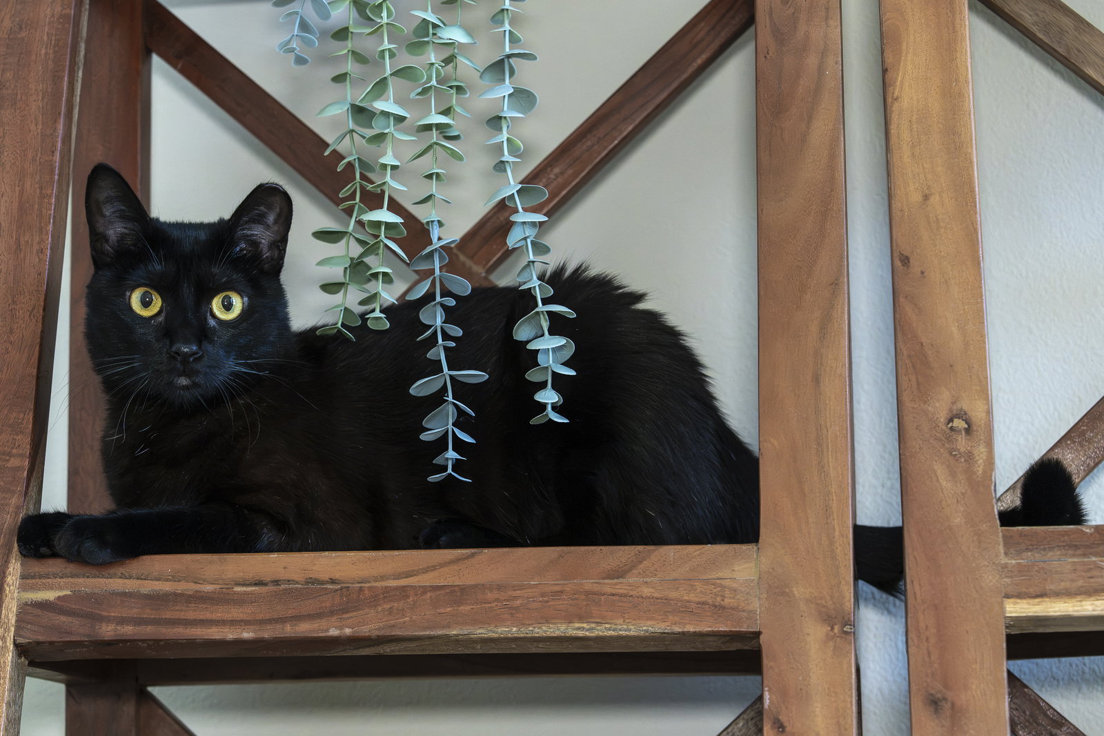 Kitri, photo 5