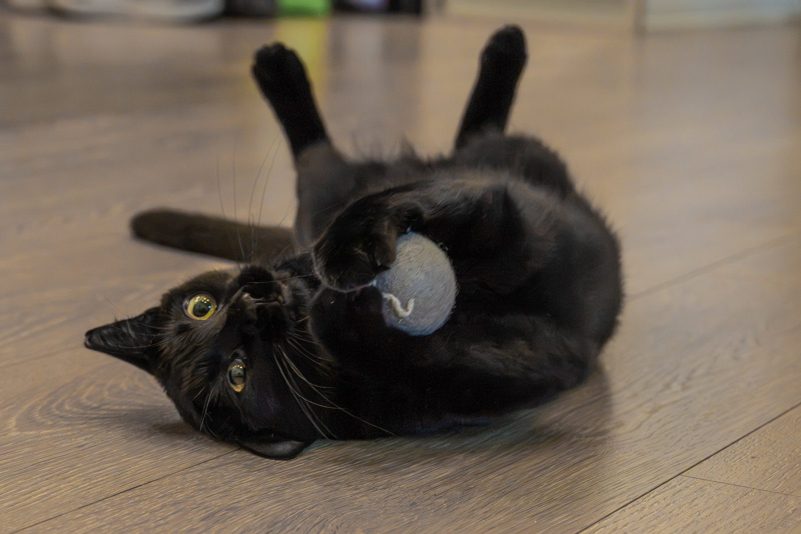 Kitri, photo 7