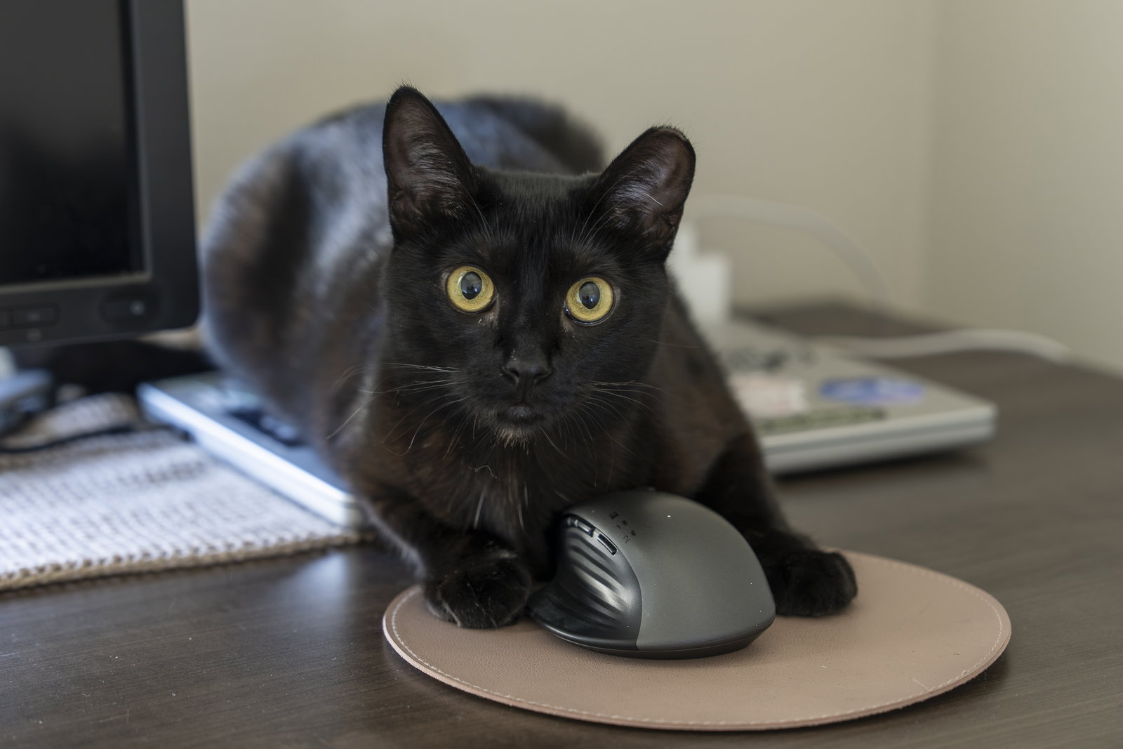 Kitri, photo 8