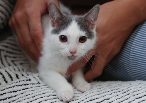 picture of the cat needing adoption