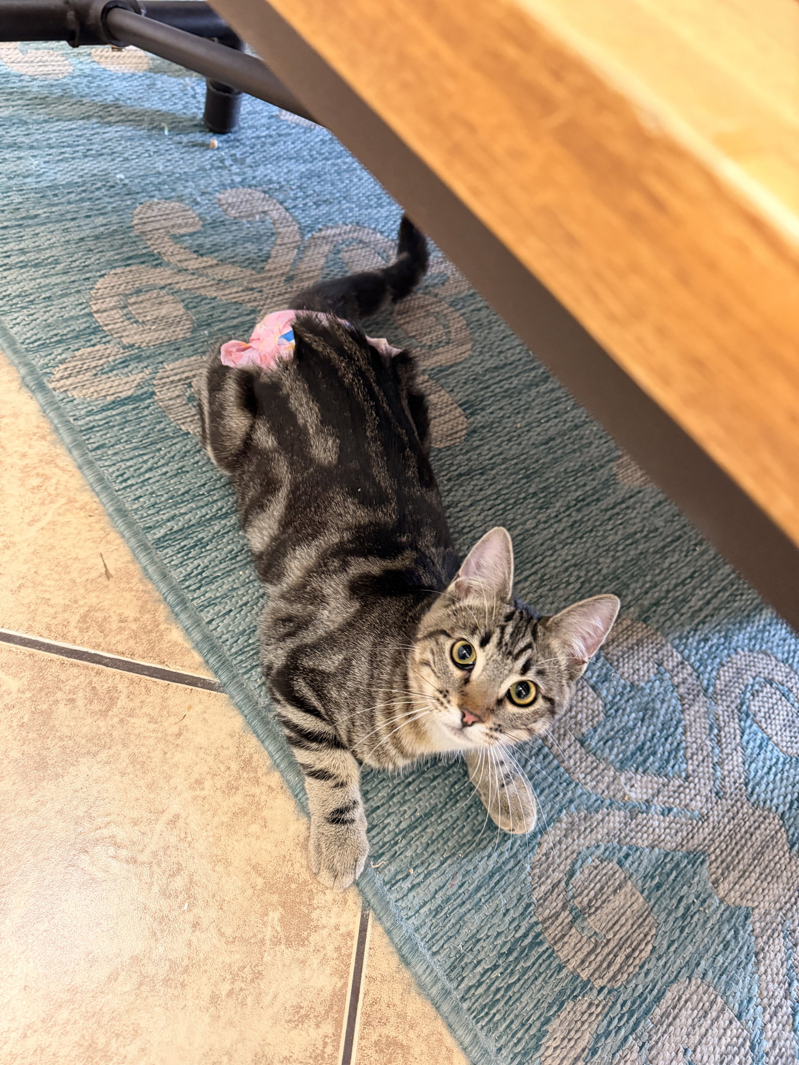 Biscuit, photo 8