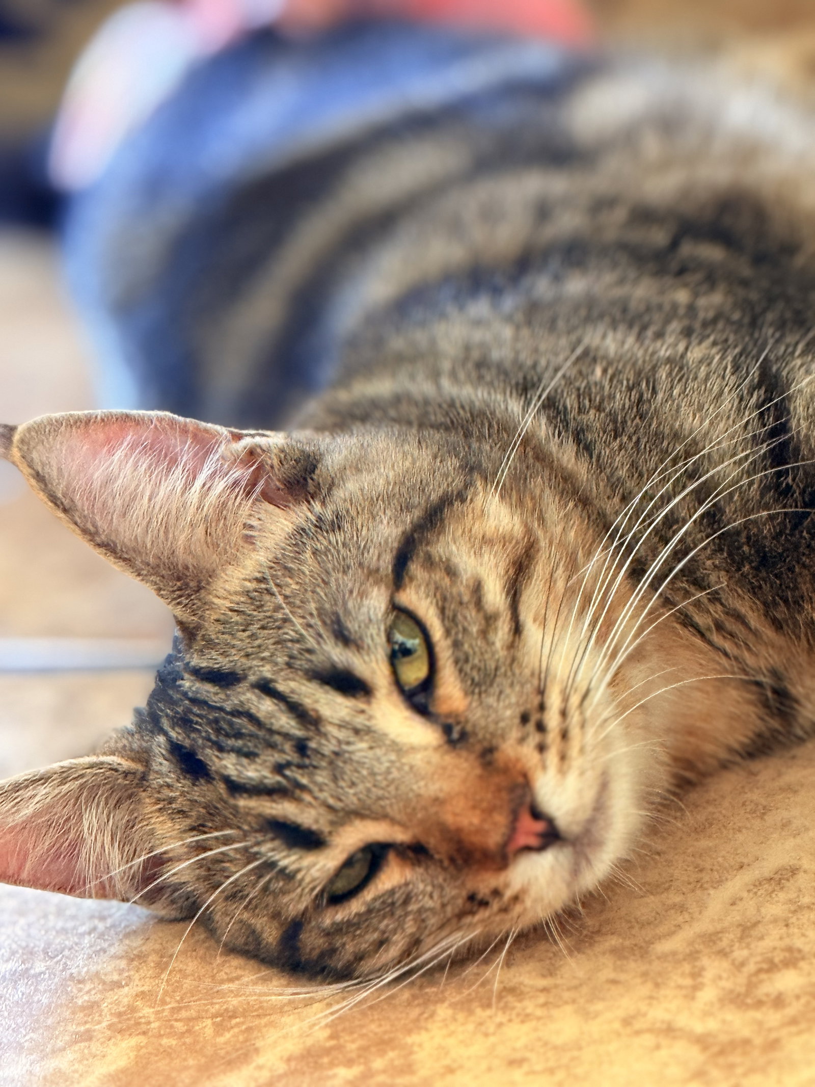 Biscuit, photo 10