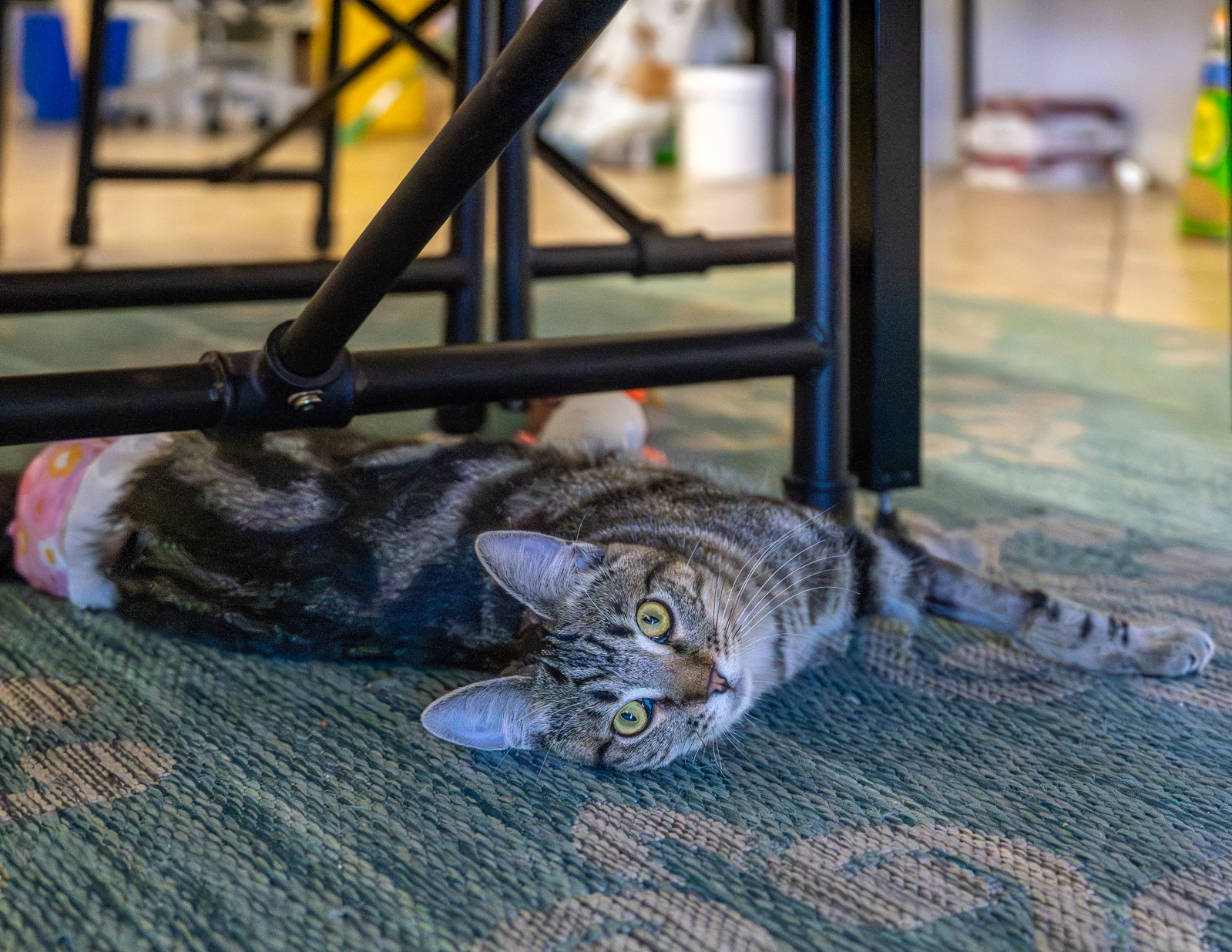 Biscuit, photo 14