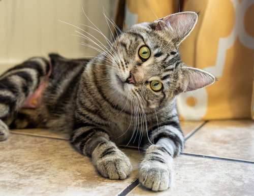 Biscuit, an adoptable Domestic Short Hair in San Jose, CA