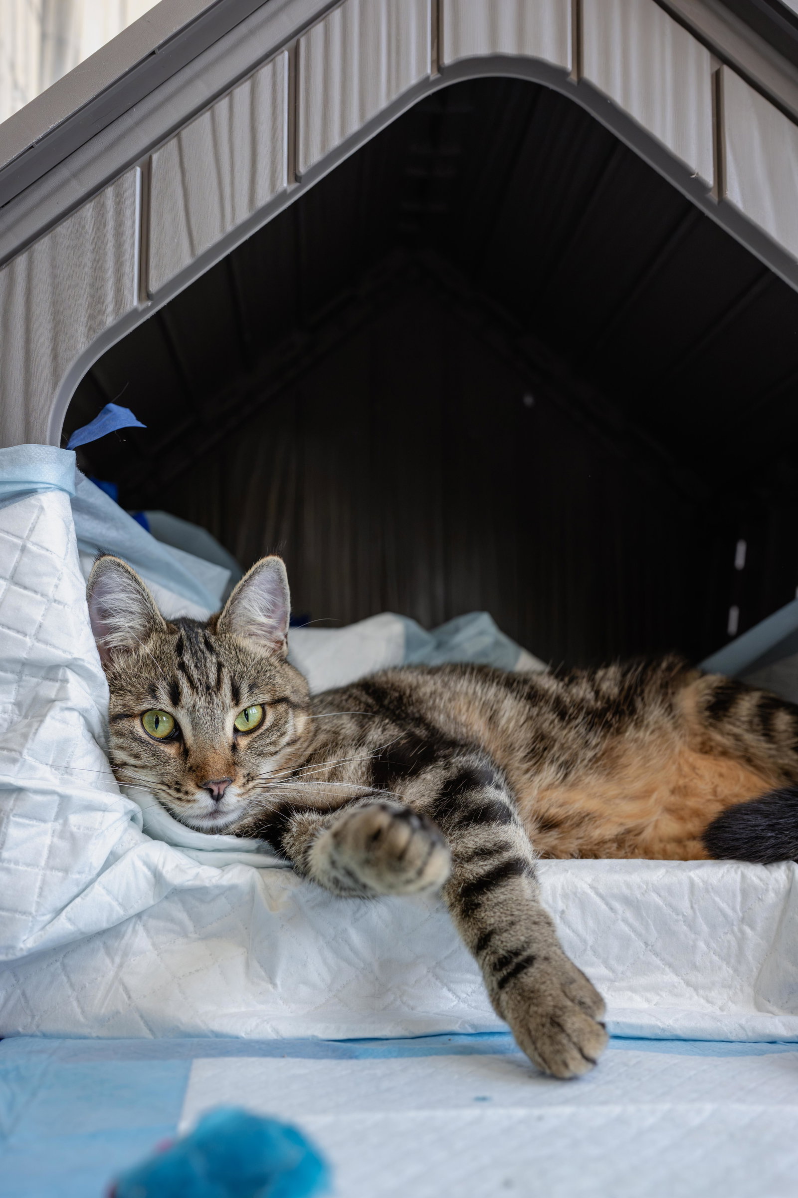 Biscuit, photo 5