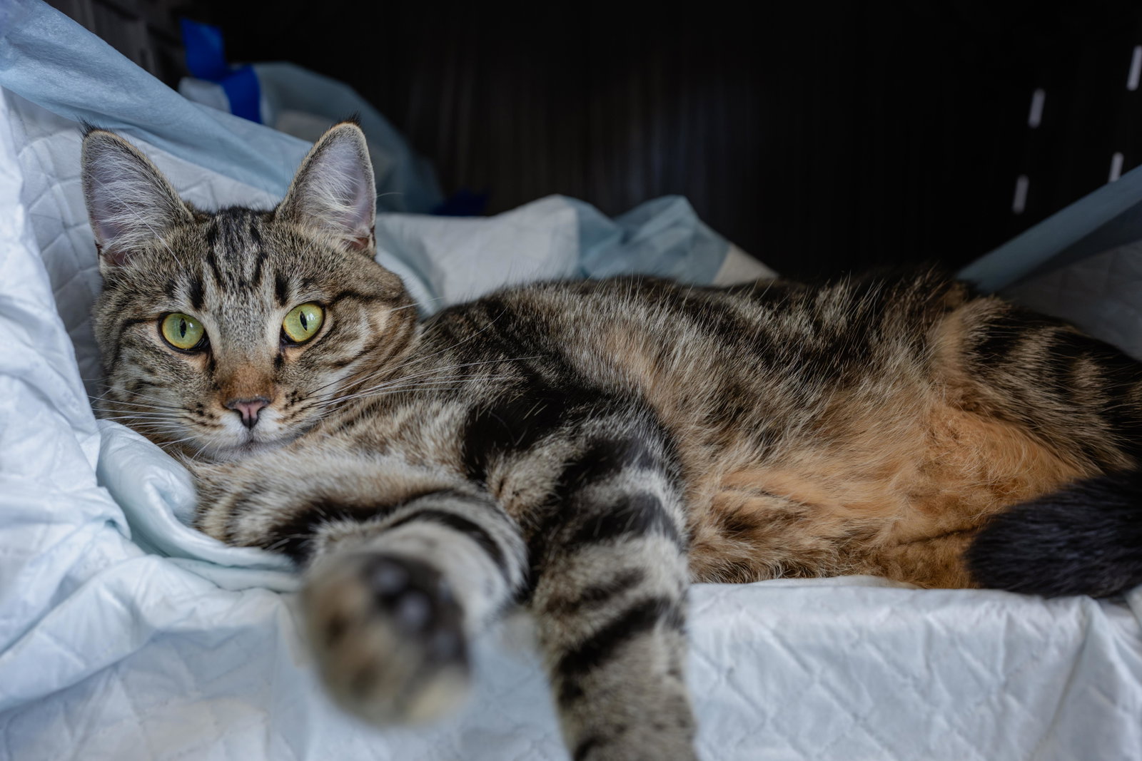 Biscuit, photo 4