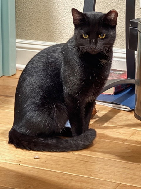 Panda Bear, an adoptable Domestic Short Hair in San Jose, CA