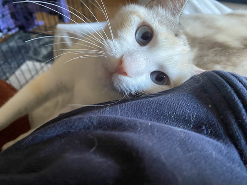 picture of the cat needing adoption