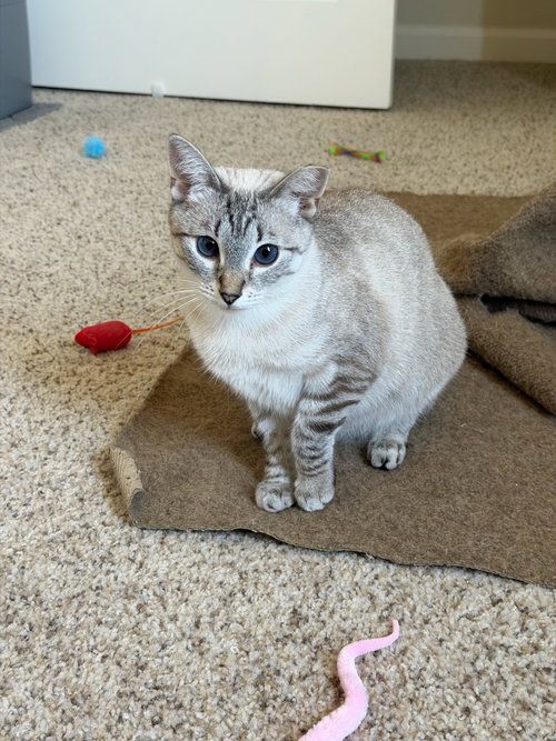 Venuz, Adult Siamese / Domestic Short Hair / Mixed (short coat), cat for adoption in Cupertino, California