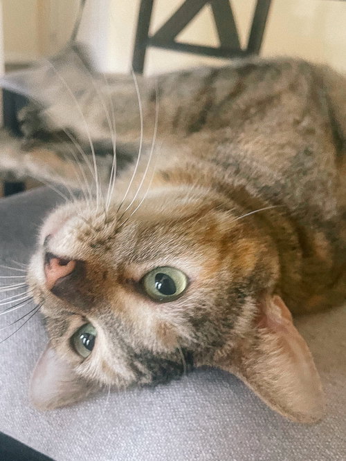 Terra, an adoptable Domestic Short Hair in San Jose, CA