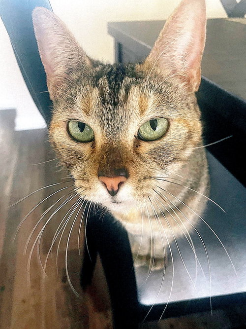 Terra, Adult Domestic Short Hair / Mixed (short coat), cat for adoption in Oakley, California