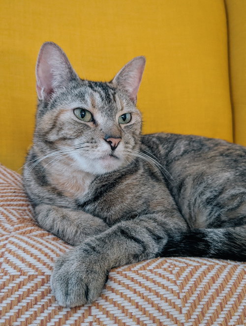 Terra, Adult Domestic Short Hair / Mixed (short coat), cat for adoption in Brentwood, California