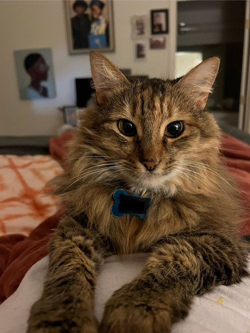 picture of the cat needing adoption