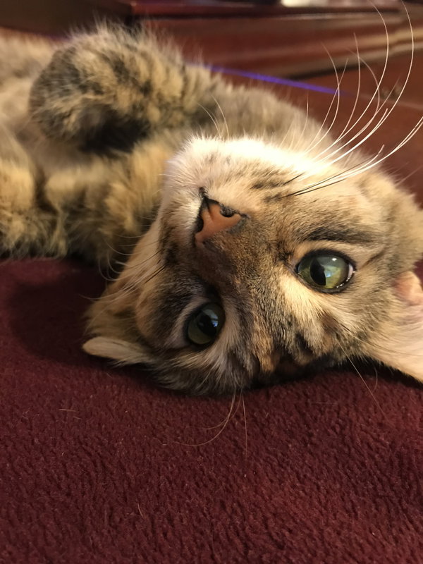 Sadie (Courtesy Post)