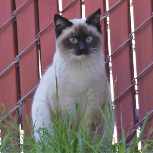 picture of the cat needing adoption