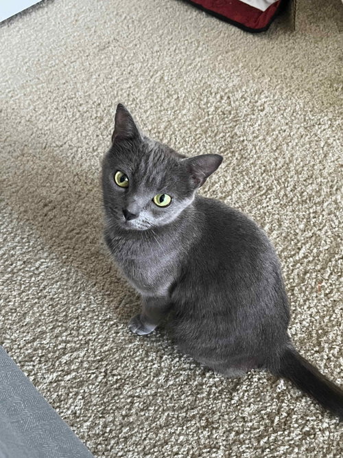 Nelly, a cat for adoption from The Dancing Cat