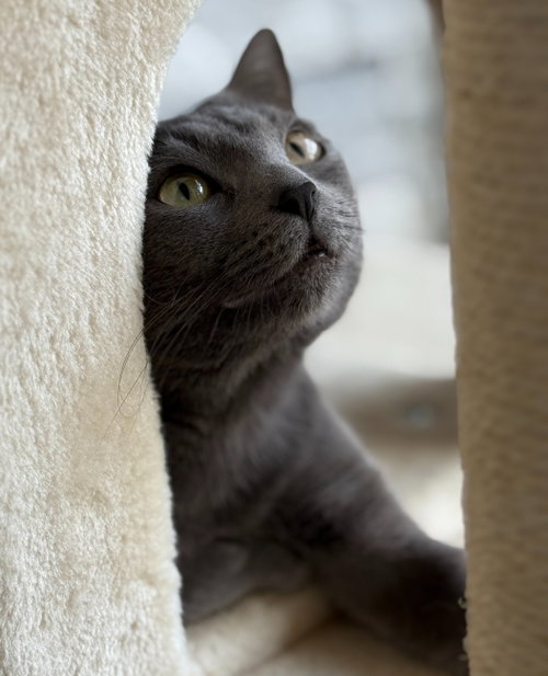 Nelly, an adoptable Russian Blue in San Jose, CA