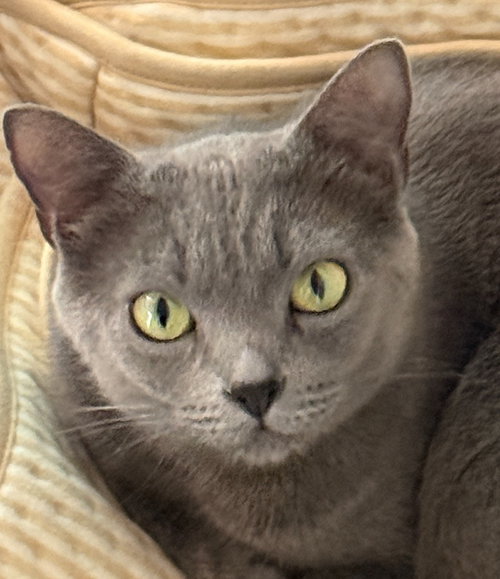 Nelly, an adoptable Russian Blue in San Jose, CA
