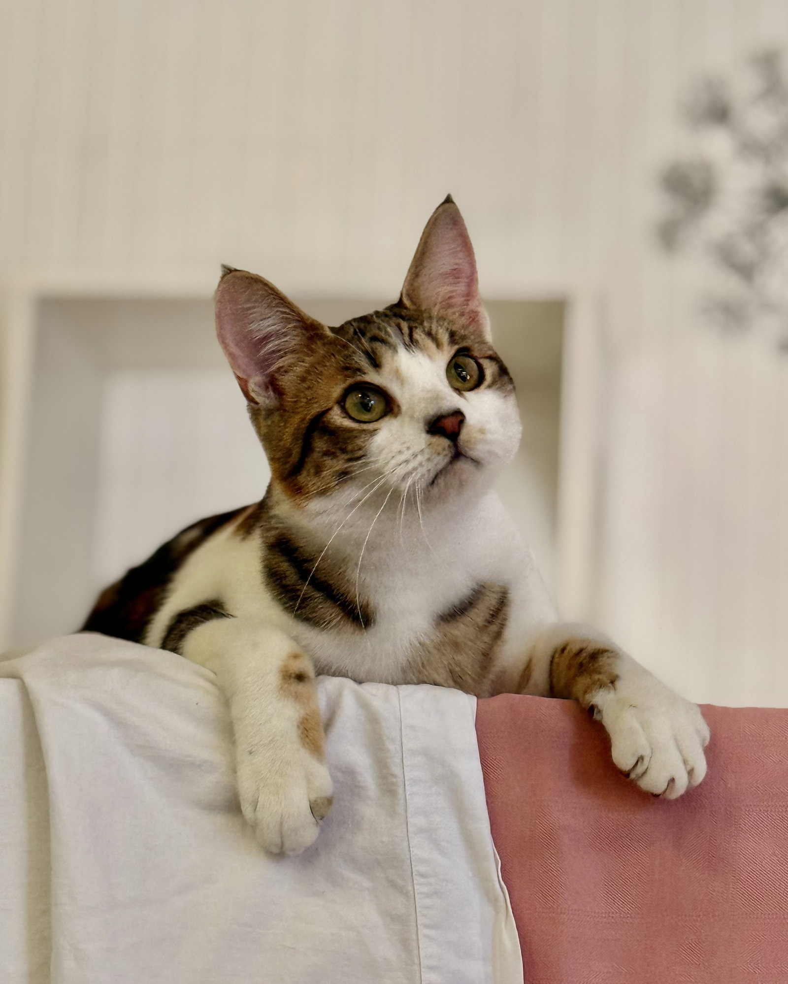 Moon Pie (bonded with Bubu)