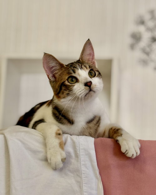Moon Pie (bonded with Bubu)