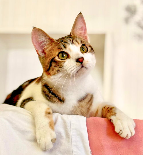 Moon Pie (bonded with Bubu), Adult Domestic Short Hair / Mixed (short coat), cat for adoption in Cupertino, California