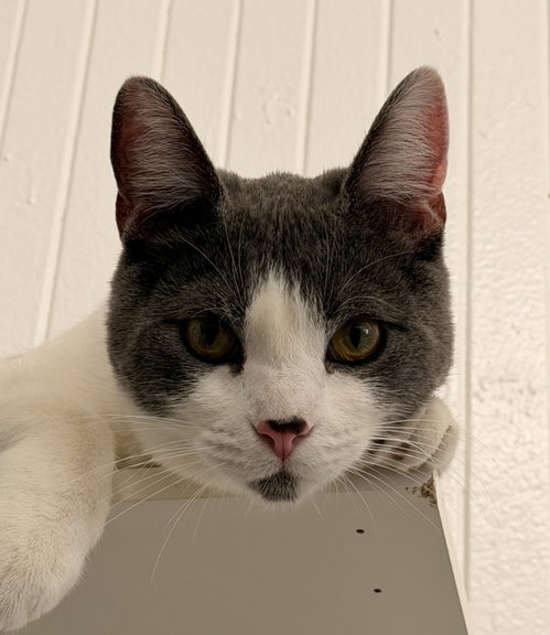 Bubu (bonded with Moon Pie)