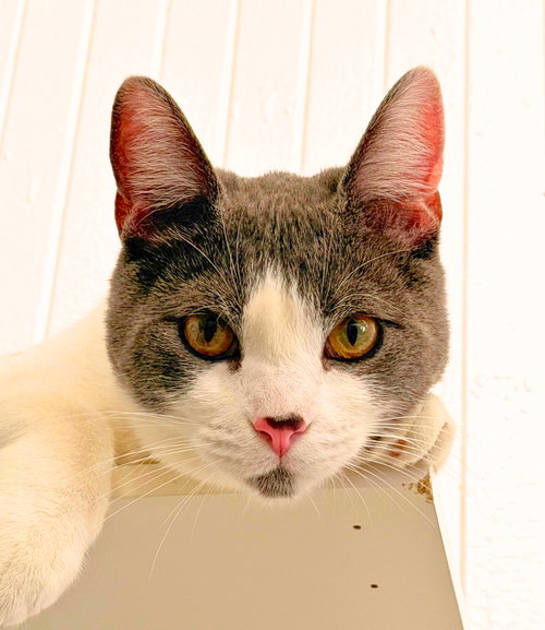 Bubu (bonded with Moon Pie), Adult Domestic Short Hair / Mixed (short coat), cat for adoption in Cupertino, California