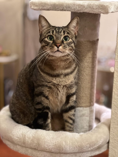 picture of the cat needing adoption