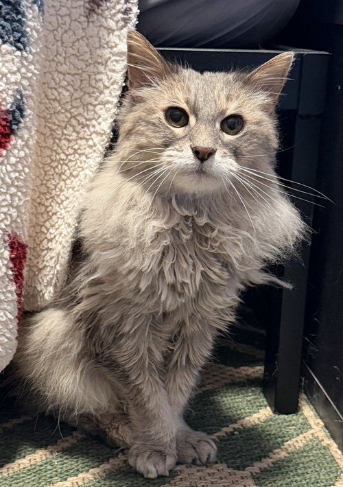 picture of the cat needing adoption