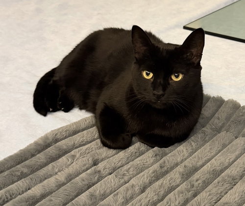 picture of the cat needing adoption