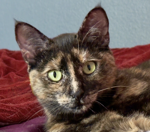 Glynnis, Adult Domestic Short Hair / Mixed (short coat), cat for adoption in Oakley, California