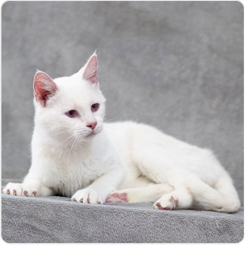 Vanilla, an adoptable Domestic Short Hair in San Jose, CA